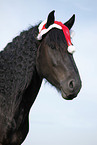 Frisian Horse with santa hat