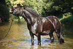 friesian horse in water