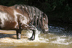 friesian horse in water