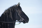 Frisian horse portrait