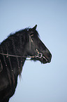 Frisian horse portrait