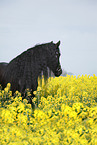 Frisian horse portrait
