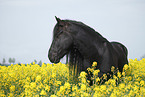Frisian horse portrait