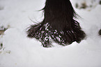 Frisian horse hoof