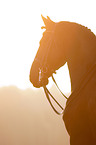 Friesian horse portrait