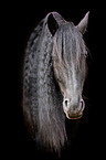 Friesian Horse Portrait