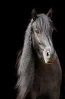 Friesian Horse Portrait