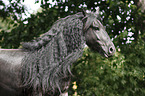 Friesian Horse Portrait