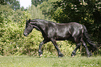 trotting Friesian Horse