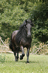 trotting Friesian Horse