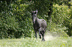 galloping Friesian Horse