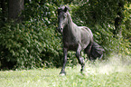 galloping Friesian Horse