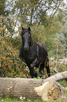 trotting Friesian Horse