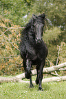 trotting Friesian Horse