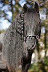 Friesian horse portrait