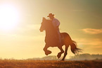 man rides Frisian horse