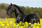 Friesian horse portrait
