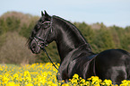Friesian horse portrait