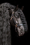 Friesian horse portrait