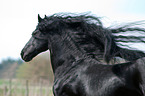 Friesian horse portrait