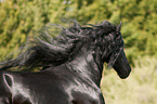 Friesian horse portrait