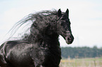 Friesian horse portrait