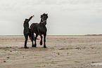 woman and Frisian Horse