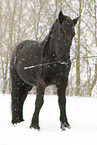 standing Frisian Horse