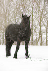 standing Frisian Horse