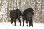 horses in driving snow