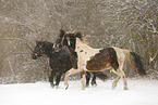 Frisian Horse and skewbald