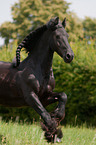 galloping Frisian Horse