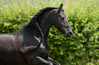 Frisian Horse Portrait