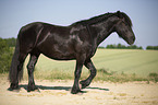 walking Frisian Horse