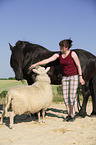 Frisian Horse and sheep