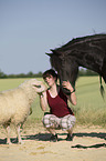 Frisian Horse and sheep