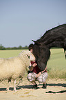 Frisian Horse and sheep