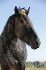 Friesian Horse Portrait