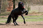 rising Friesian Horse