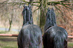 2 Friesian Horses