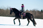 Friesian Horse