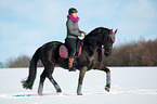 Friesian Horse