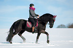 Friesian Horse