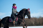 Friesian Horse