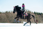 Friesian Horse