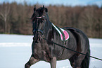 Friesian Horse