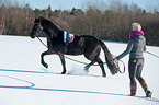 Friesian Horse