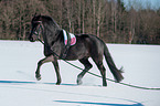 Friesian Horse