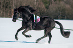 Friesian Horse