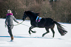 Friesian Horse